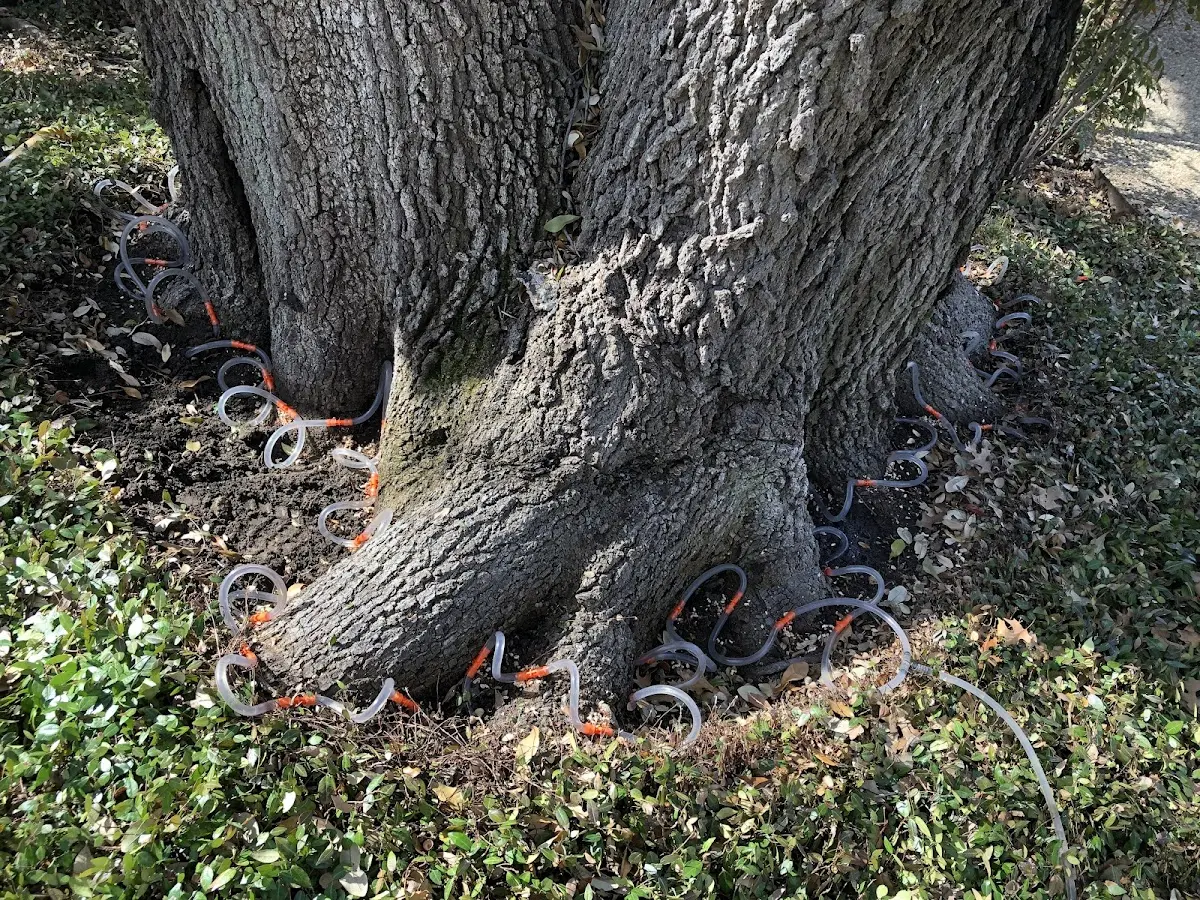 Detailed Tree Cabling and Bracing job site in Waco