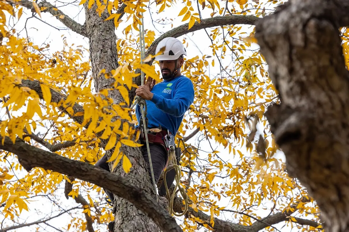Skilled Tree Planting crew working in Waco